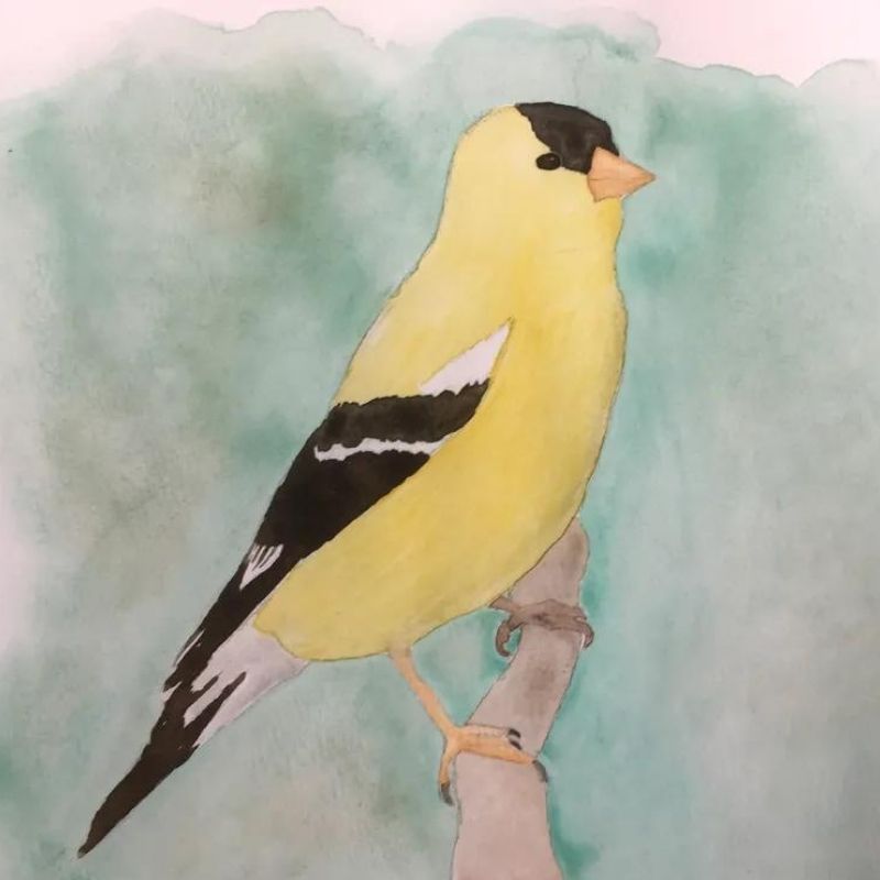 Bird Watercolor